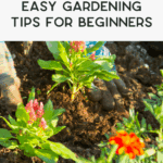 A person wearing green gloves plants flowers in a garden bed and outdoor planters. Text above reads "Easy Gardening Tips for Beginners." Bright orange and pink flowers are visible in the sunlight.