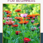 A close up of flowers in a field with the words "Best Gardening Tips for Beginners" at the top