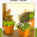 Three outdoor planters filled with colorful flowers and foliage are arranged on a wooden porch near a door, with the text "Outdoor planters moms are loving right now" above them.