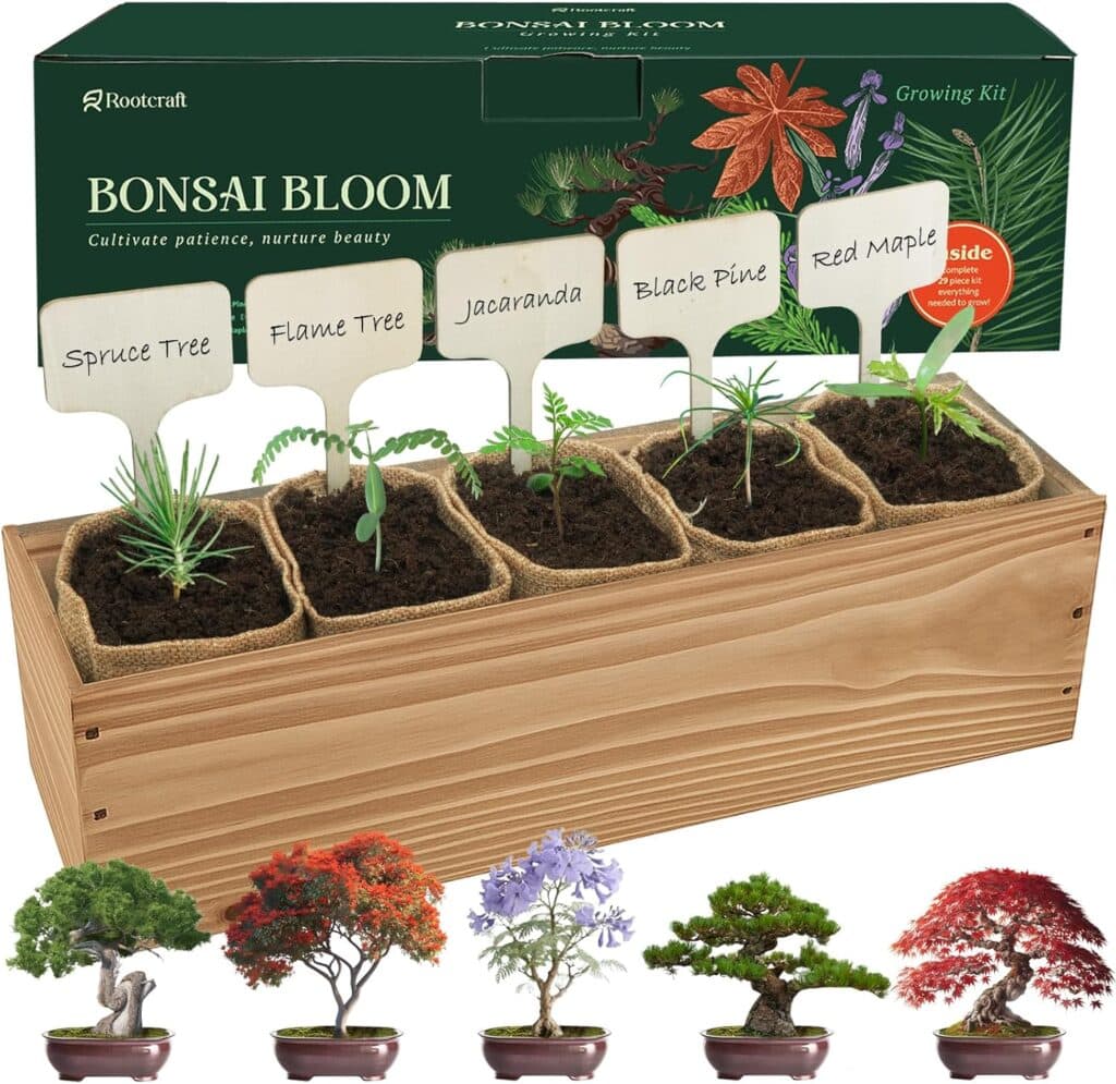 A bonsai tree growing kit with six labeled pots: Spruce Tree, Flame Tree, Jacaranda, Black Pine, and Red Maple. The kit includes soil, seeds, markers, and images of mature bonsai trees below.