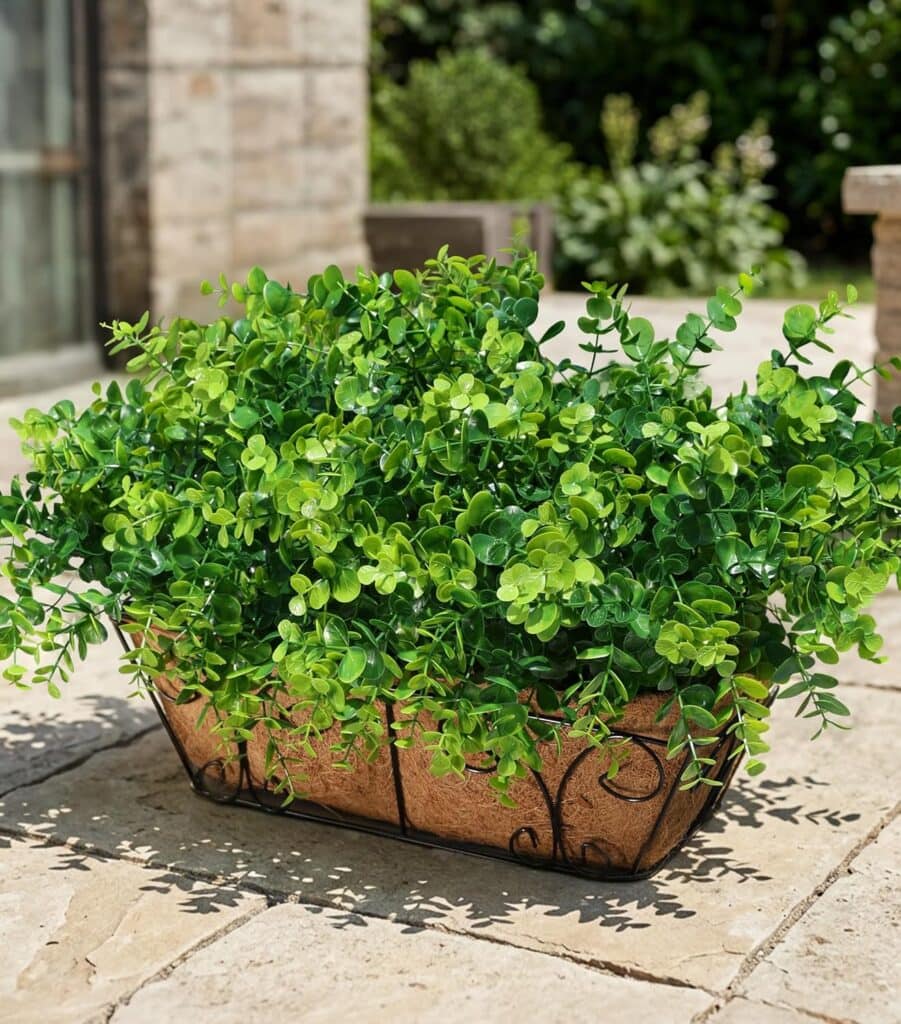 A lush green plant with round leaves grows in a rectangular planter with a decorative metal frame, placed on a sunlit stone patio—perfect for brightening your space and available now as part of our Monday Deals.