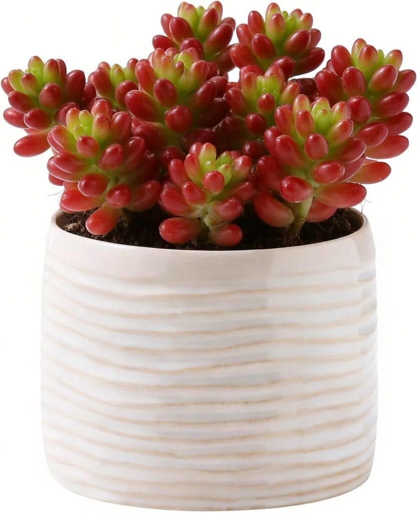 A small potted succulent with plump, red and green leaves in a white ceramic pot with wavy horizontal lines.