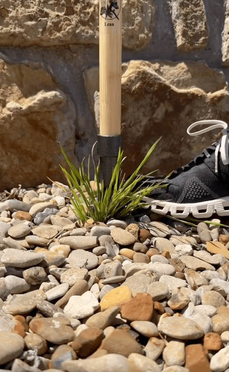 A close-up of a shoe and a wooden tool on gravel next to a small green plant, capturing the process of pulling weeds by hand, with a stone wall in the background.