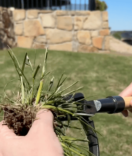 A person holds a clump of grass and uses a Stand Up Weed Puller to trim the roots, with a stone wall and lawn visible in the background.